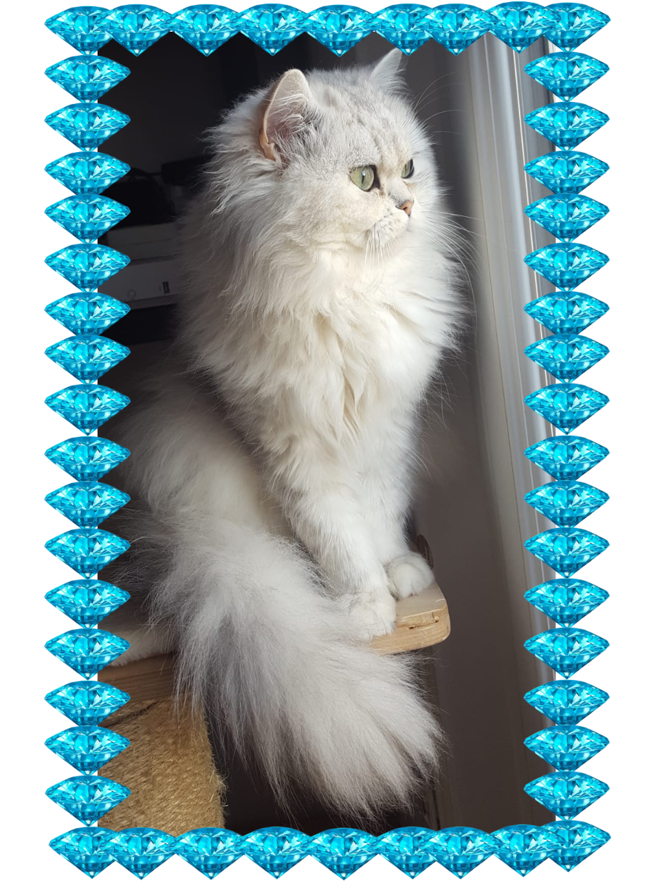 Beyaz - Persan Chinchilla