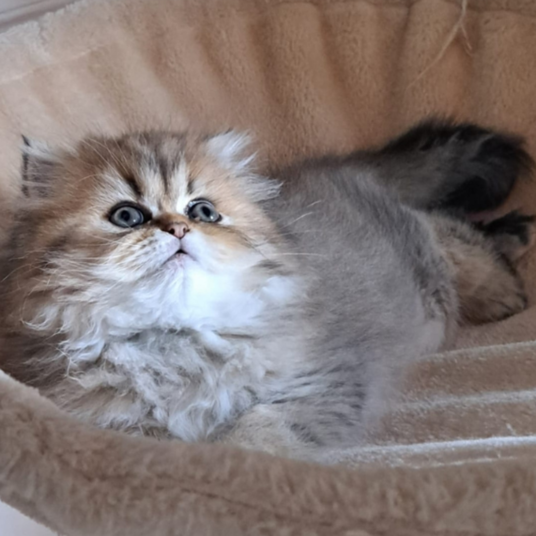 CARLA
