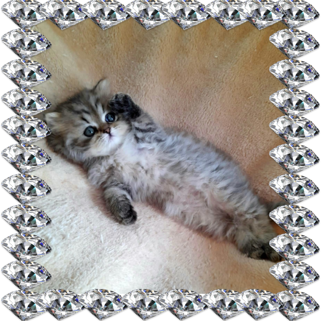 TYGER