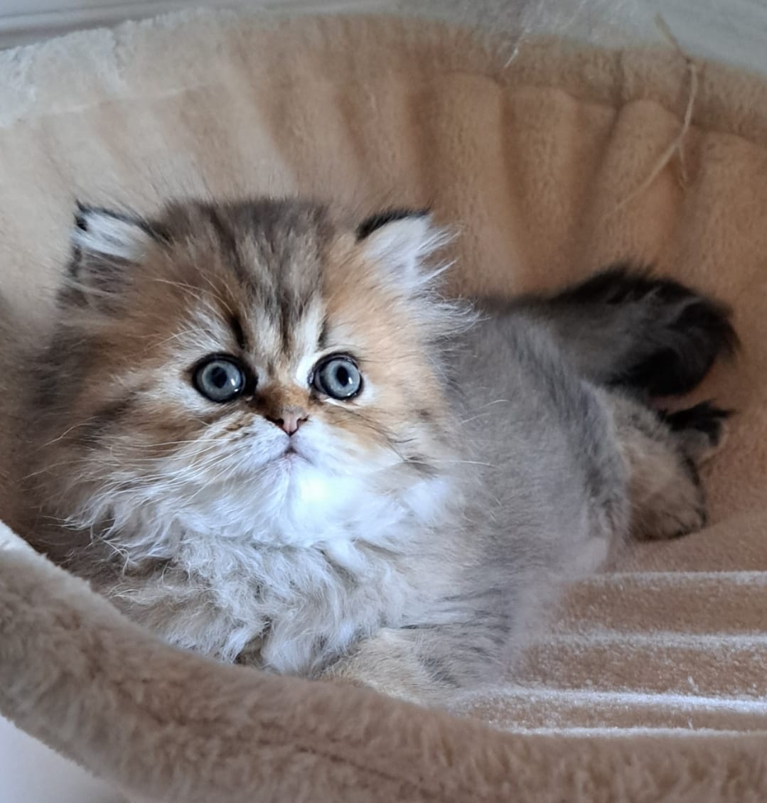 Chaton persan chinchilla