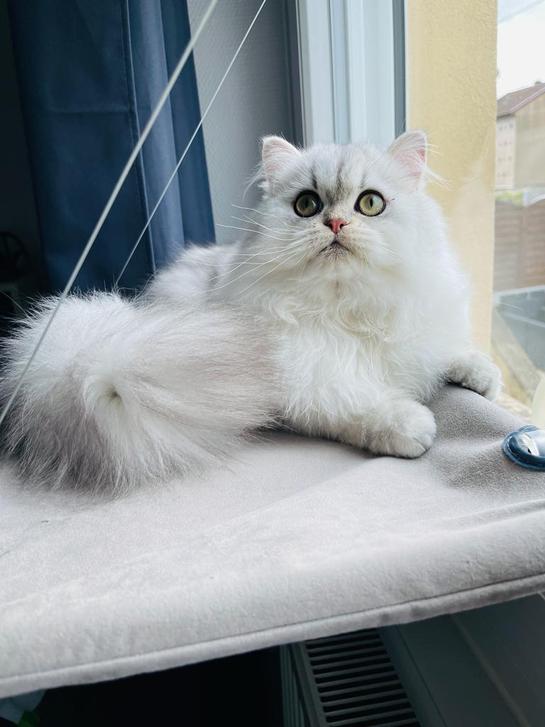 Persan chinchilla blanc