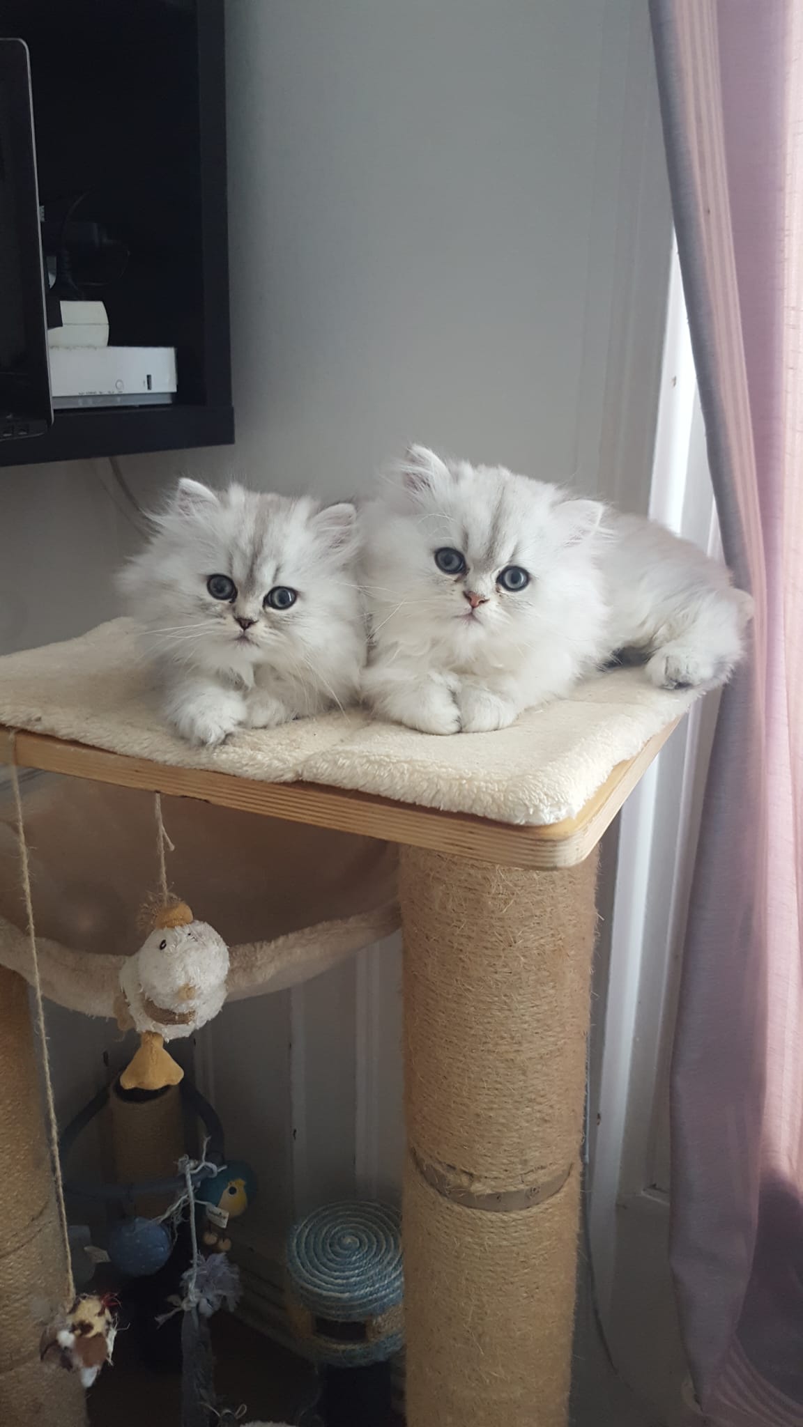 Chaton persan golden