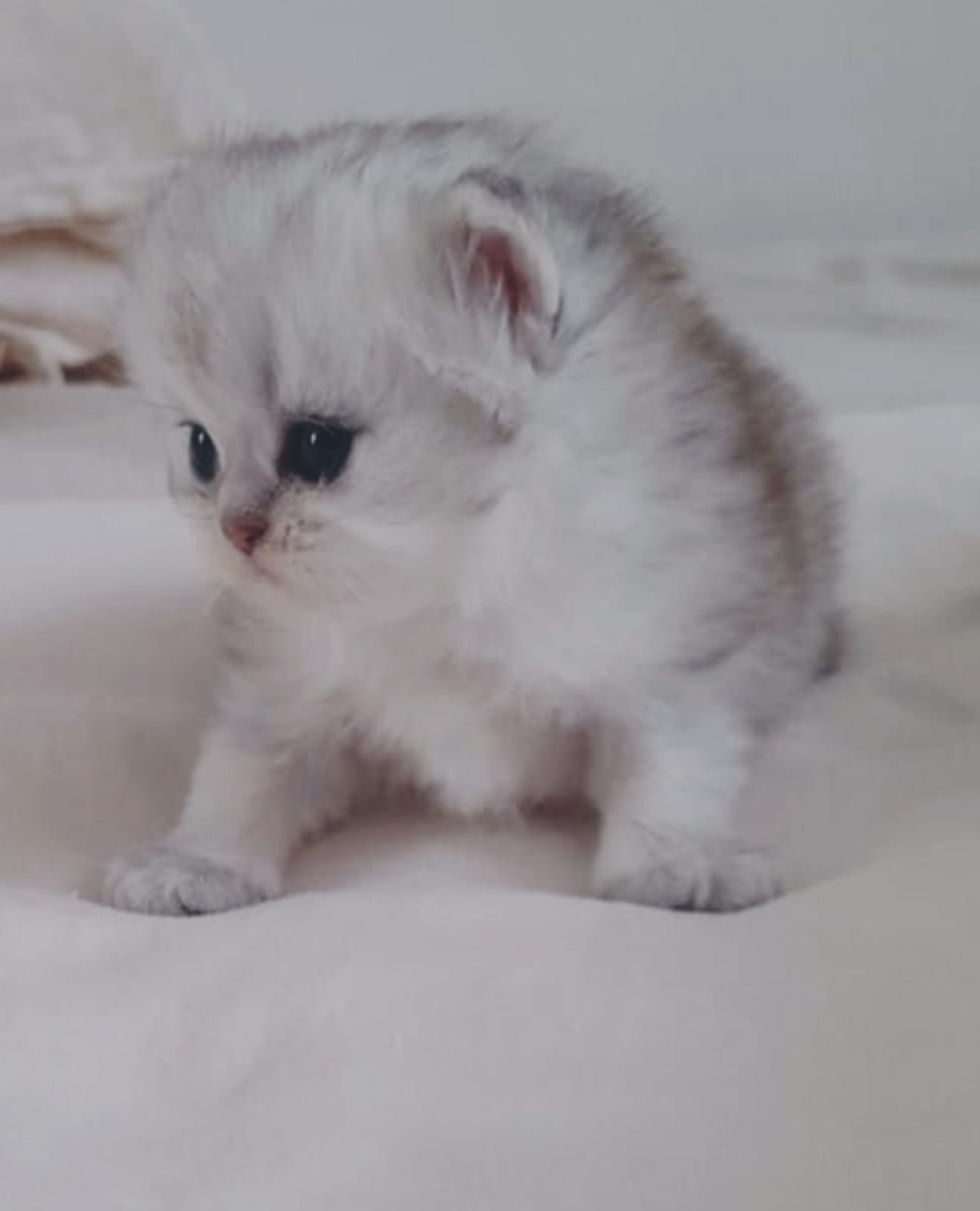 Petit chaton blanc