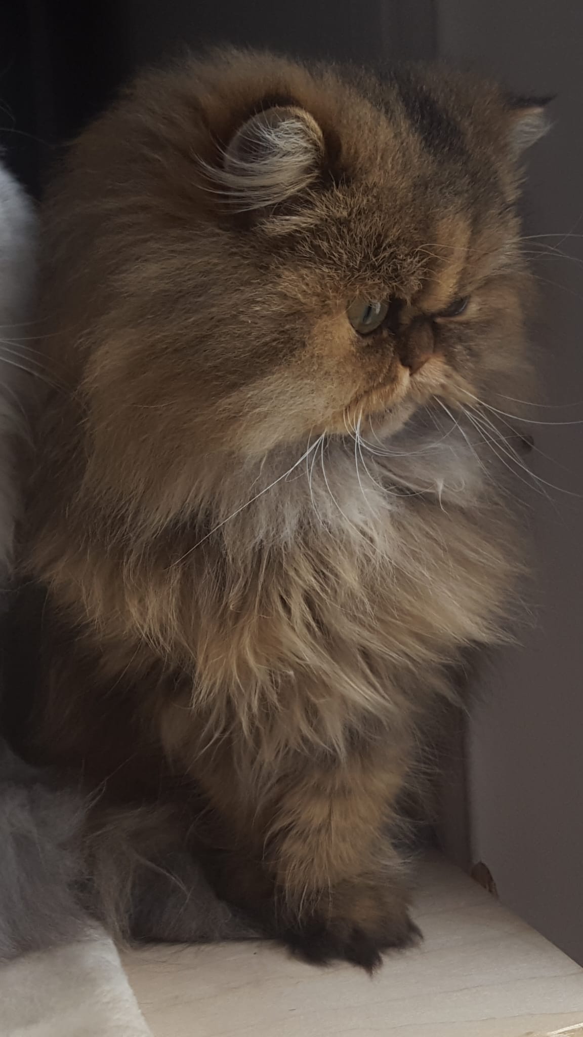 Persan chinchilla