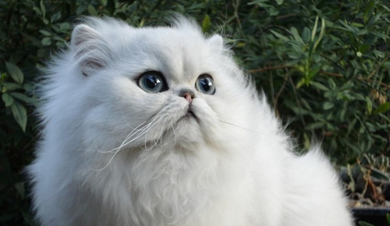Persan chinchilla blanc dans le jardin