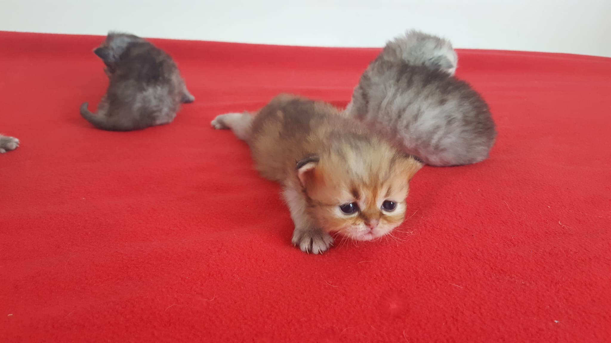 Chatons nouveau-n&eacute;s