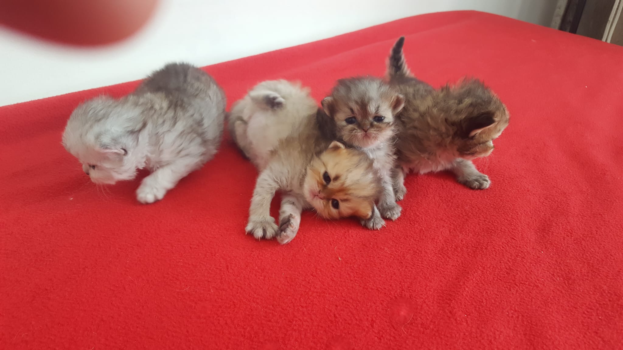 Chatons nouveau-n&eacute;s ensemble