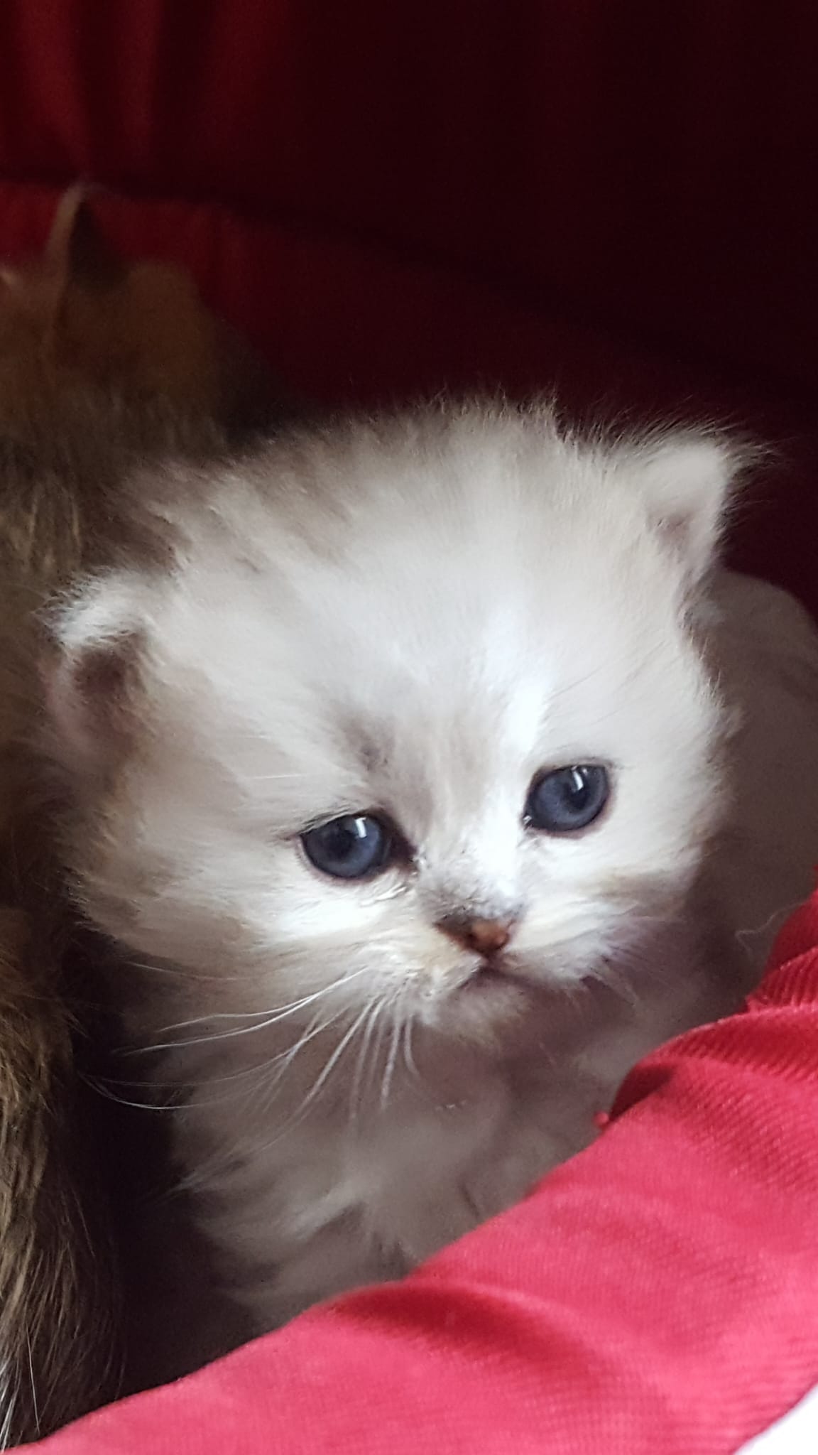 Chaton blanc yeux bleus