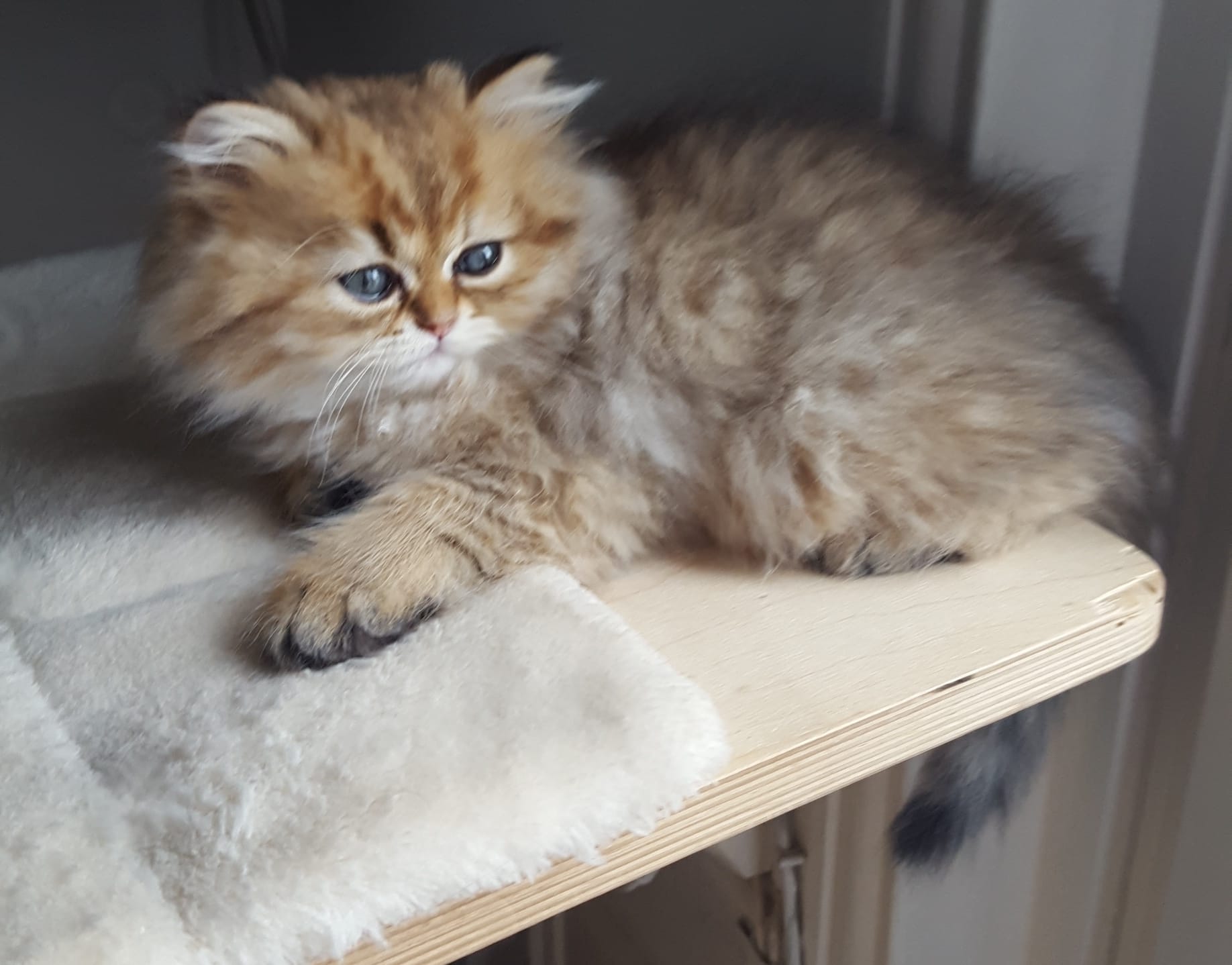 Chaton persan