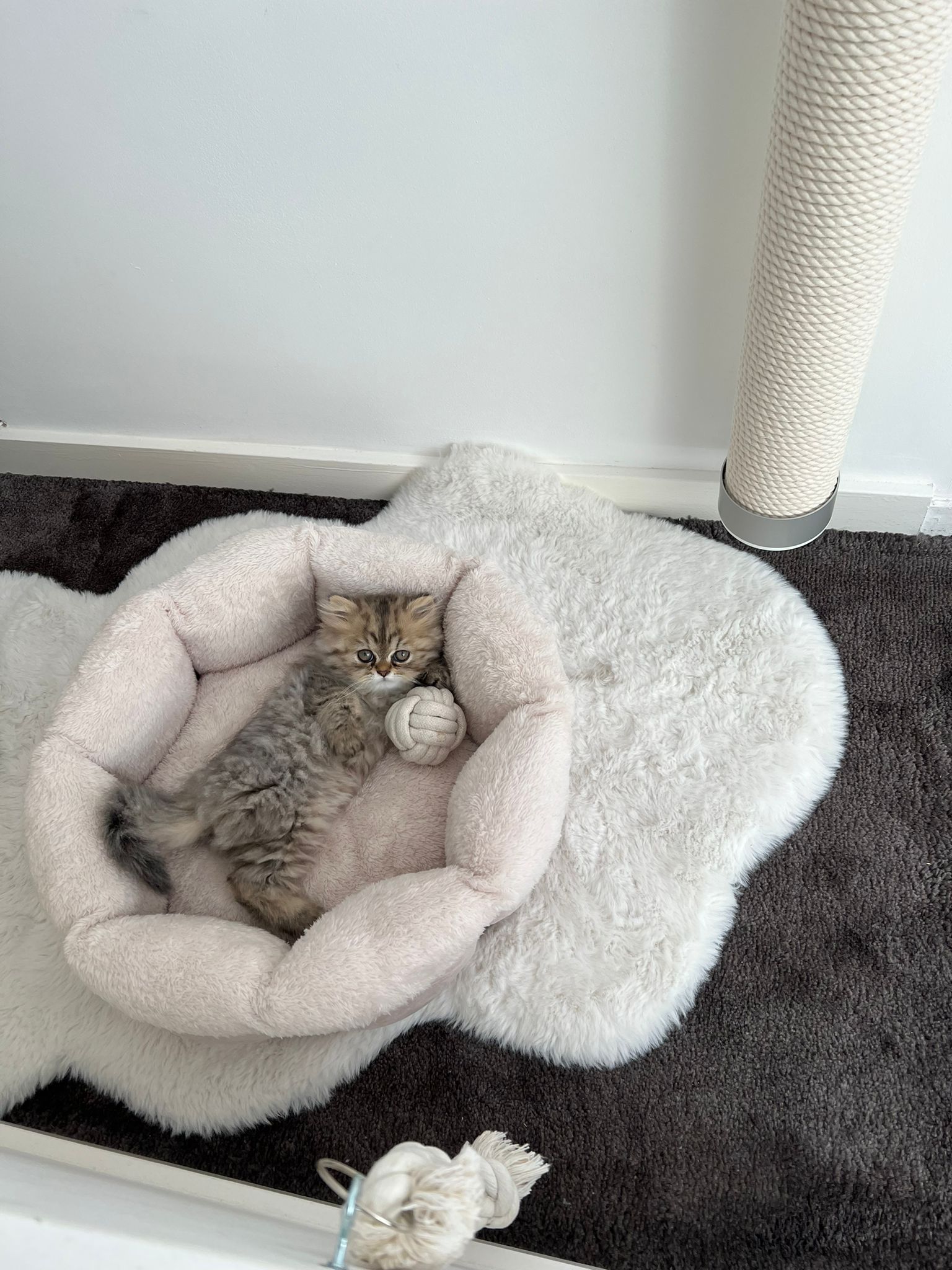 Chaton dans son panier avec jouet