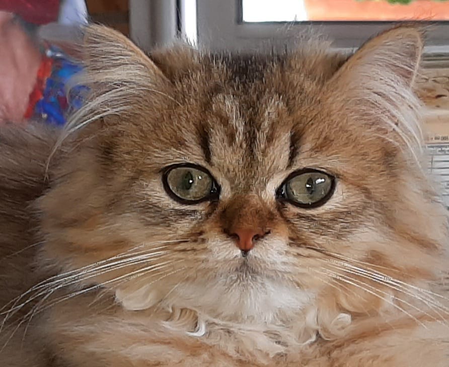 Persan chinchilla