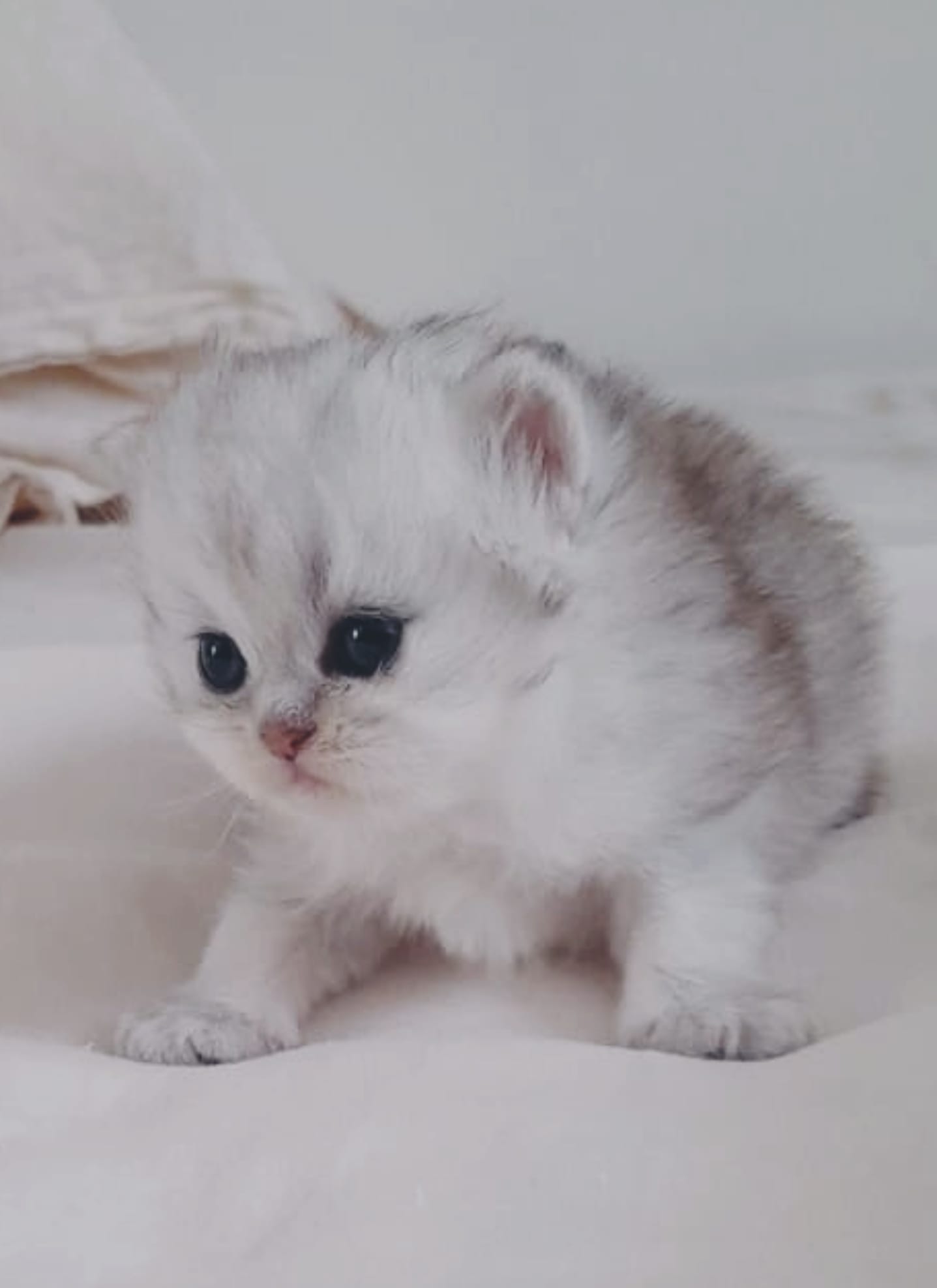 Chaton persan adorable