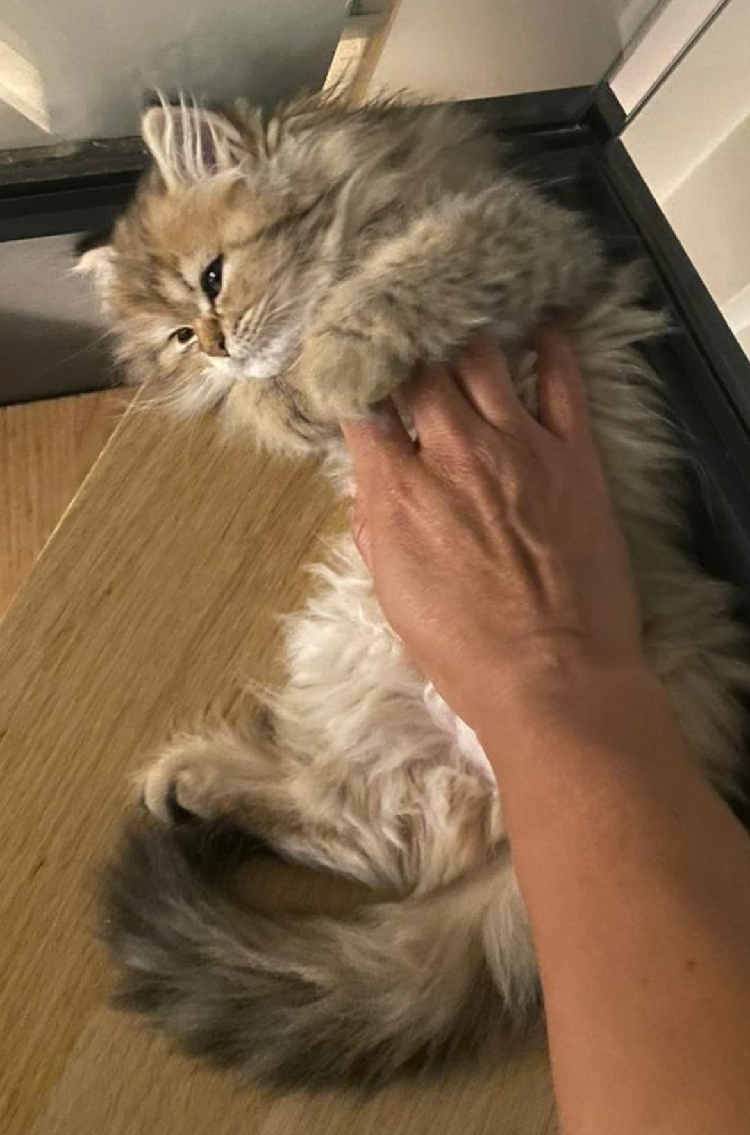 Maya